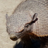 Peninsula Valdes - Armadillo